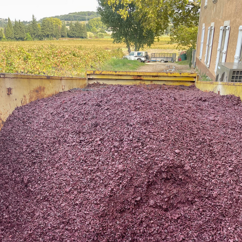 Marc de raisin naturel fraichement récolté vignoble bio. vue sur les vignes