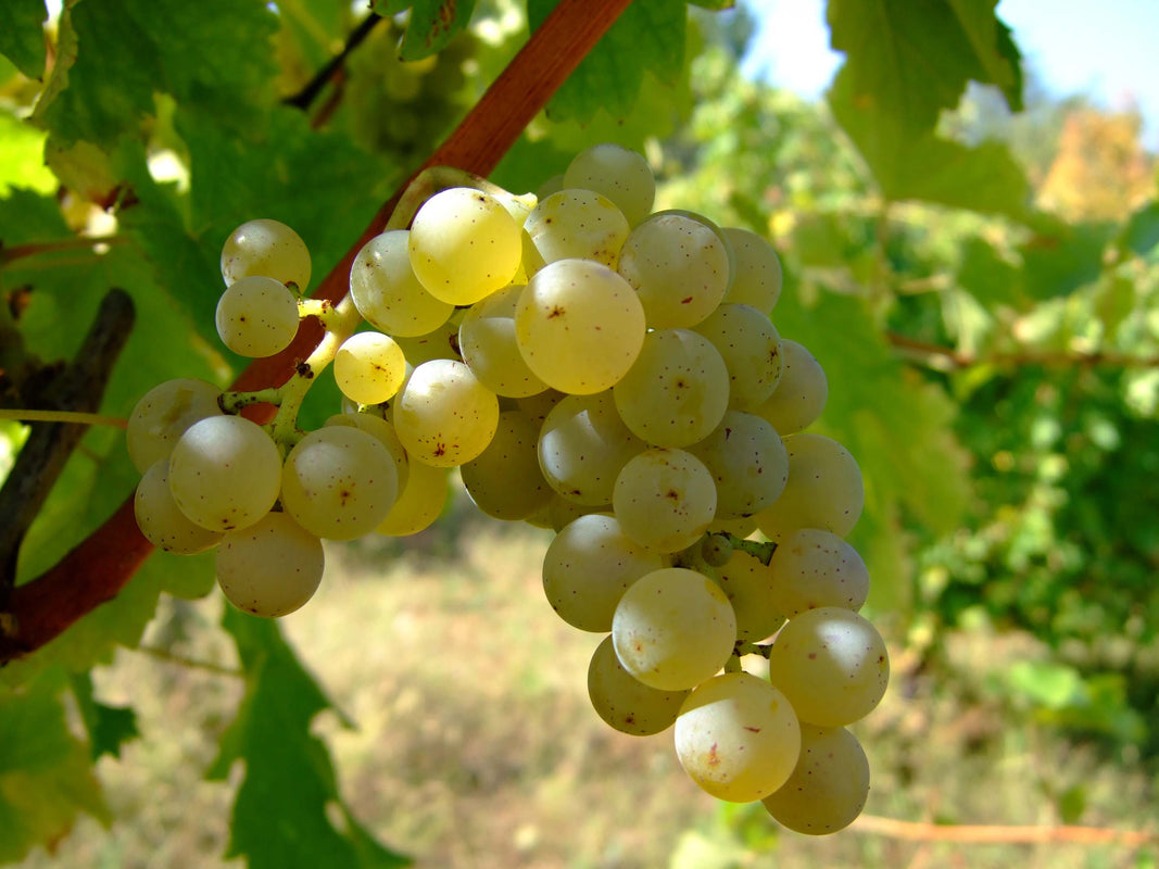 Zoom grappe de raisins cépages blanc sauvignon blanc, appellation sancerre région Centre Val de Loire. Gros grains couleur or vert.
