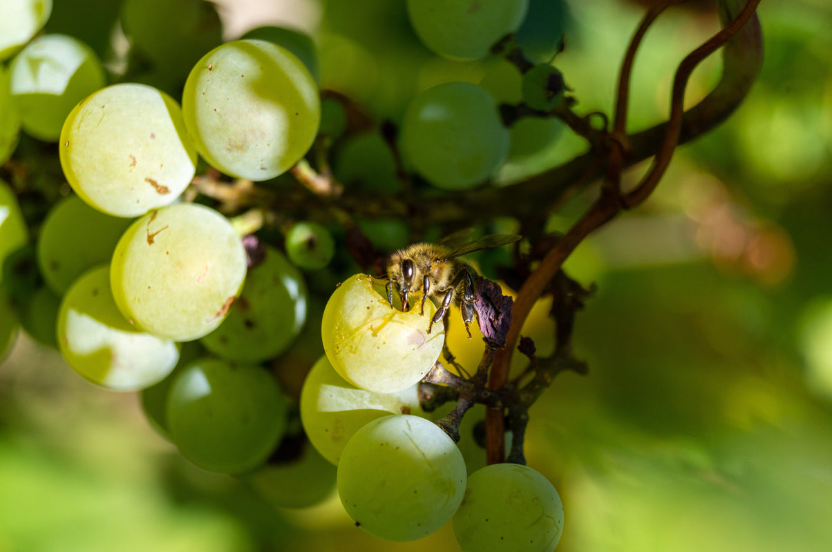 Zoom sur une abeille posée sur un grain de raisin, grappe cépage blanc. Butine le raisin, sucre, jus de raisin. Vie.gne s'engage pour la préservation de la biodiversité.