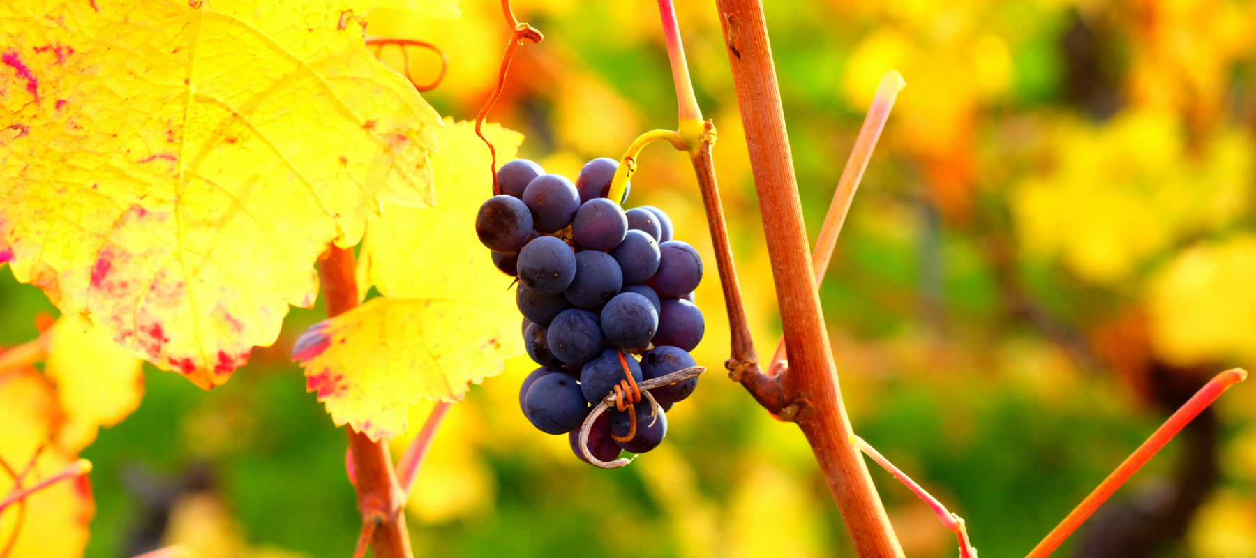 De la grappe de raisins... à votre salle de bain