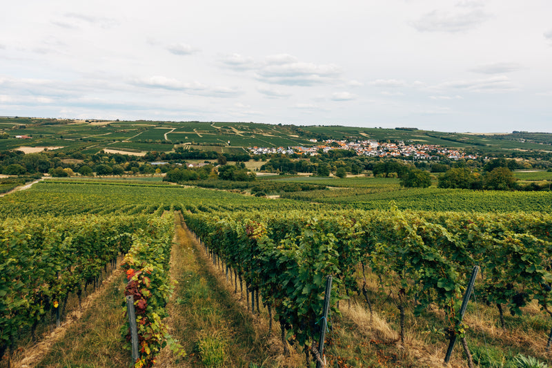 Vue sur les vignes et village viticole. Rangs de vignes enherbés. Horizon vignoble. Bourgogne.