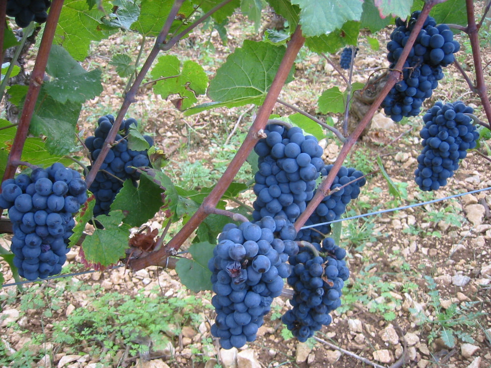 Grappes de raisins cépage rouge pinot noir. Vignoble de Bourgogne. Raisins à maturité, photo prise avant les vendanges.