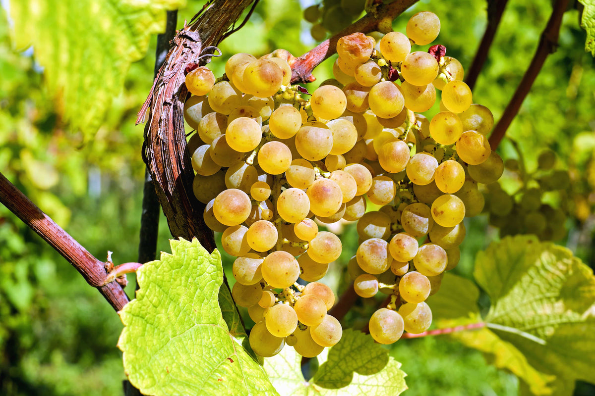 Zoom sur grappe de raisin couleur or, cep et feuilles de vigne. La nature est belle !