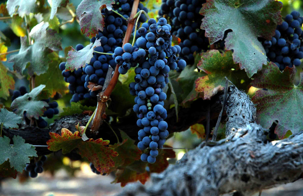 Grappes de raisins cépages syrah vieille vigne. Cep et feuilles de vigne.