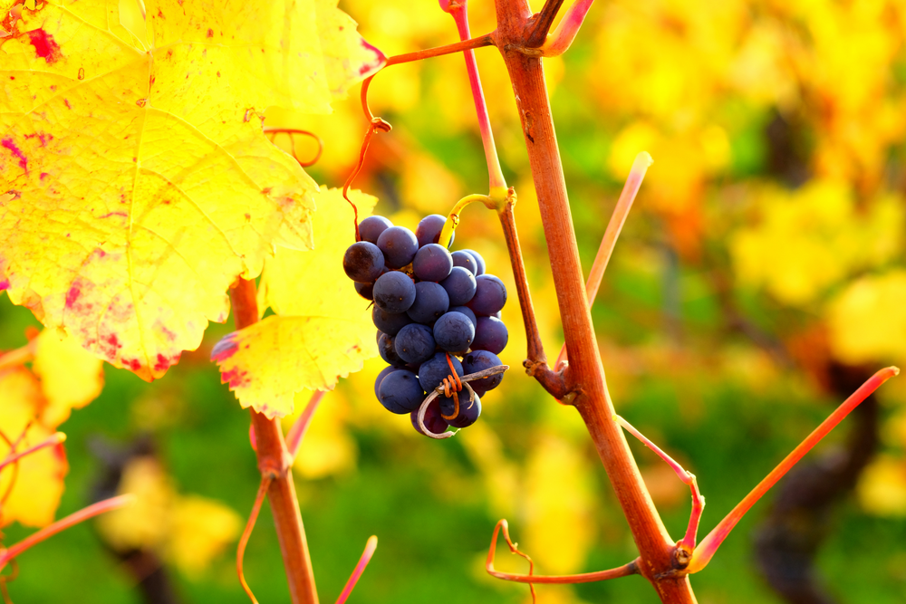 Grappe de raisin cépage rouge gamay dans les vignes en fin de saison. Vendanges, automne, feuilles de vigne jaunes, raisin à maturité.